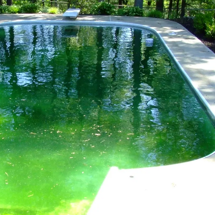 Algae Prevention For Your Pool