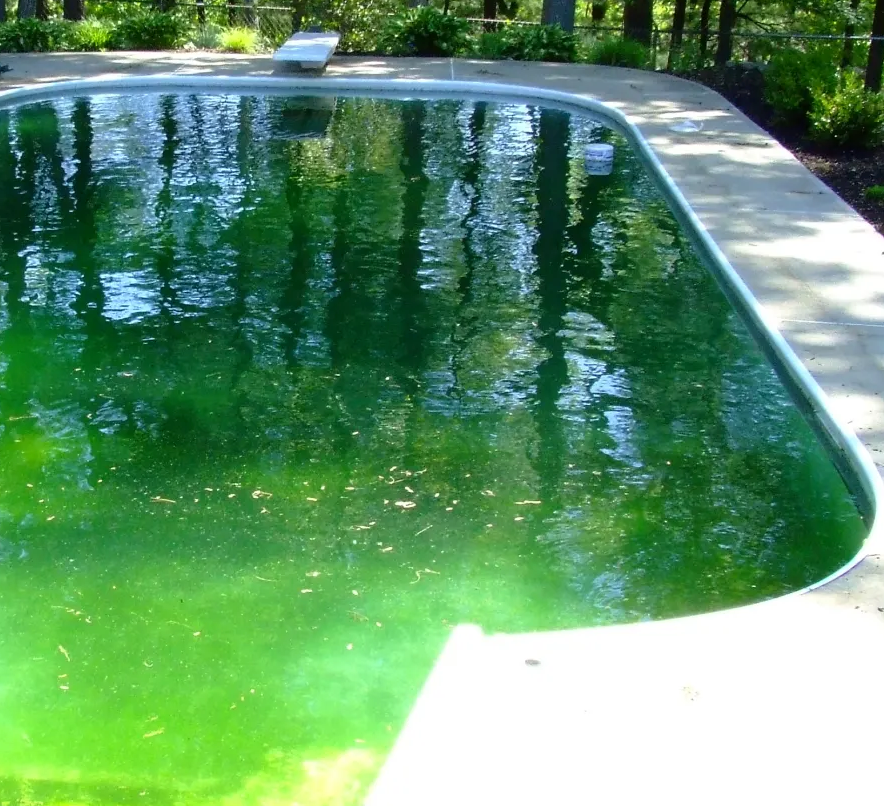 Algae Prevention For Your Pool